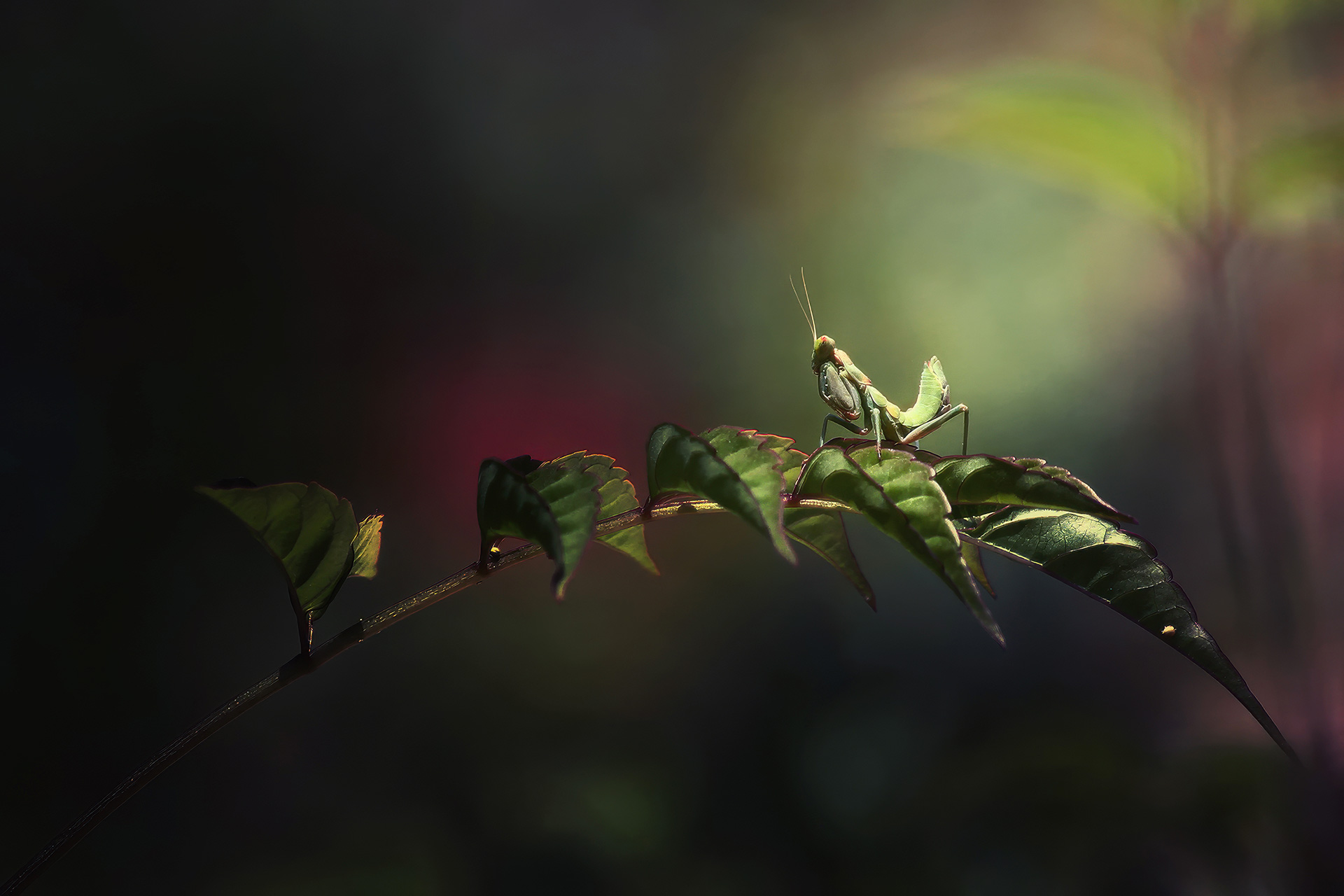 Freak on a leash – Image 2