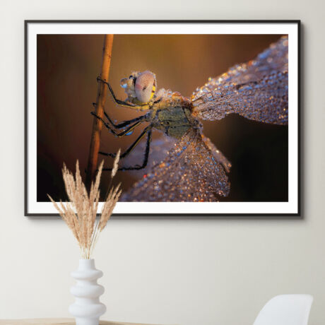 Il était une fois la lumière