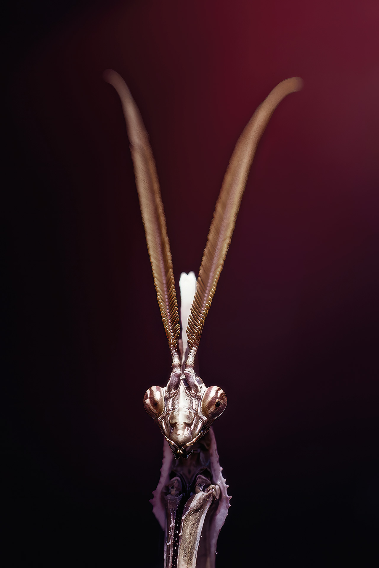 Le marquis – Image 2