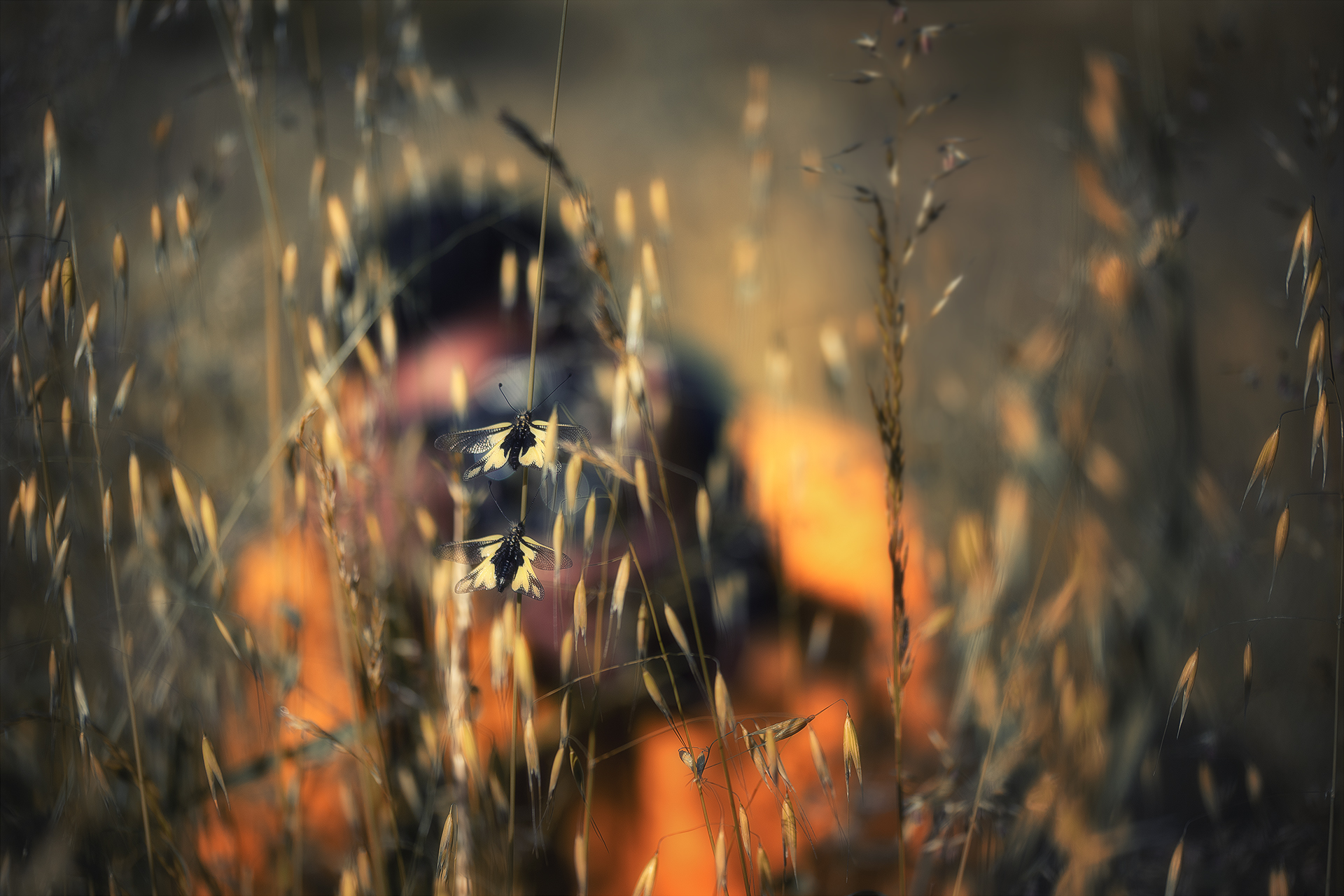 Stage Photo Ascalaphes – Image 3