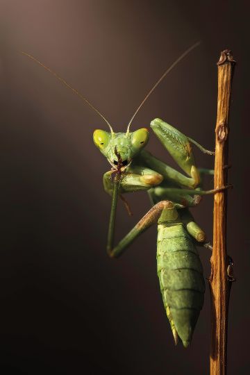 Canon 7D MkII // 70/300 Sigma
@ 220mm 1/320s - f5 - iso250 - C.expo : -1/3IL