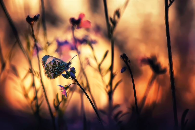 Le-soir-vermeil-ressemble-à-l'aurore