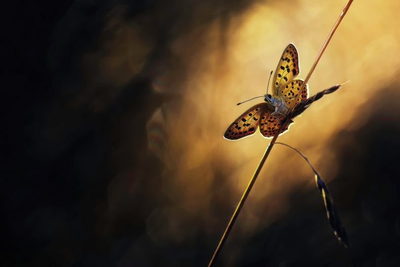 Canon 7D MkII // 70/300 Sigma
@ 180mm 1/400s - f5.6 - iso200 - C.expo : -1/3IL