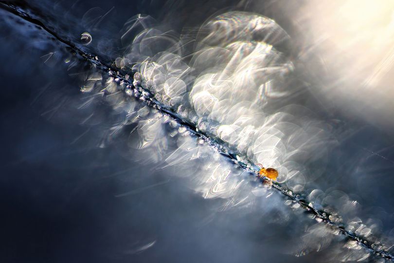 Eos 6D MarkII - Sigma 150mm
1/2000s - f/2.8 - iso400 - C.expo : -1/3IL