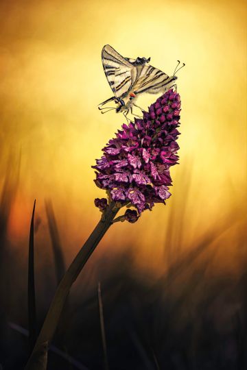 Eos 6D MkII + Sigma 150mm
1/2000s - f/2,8 - iso 100 - C.expo : -1/3IL