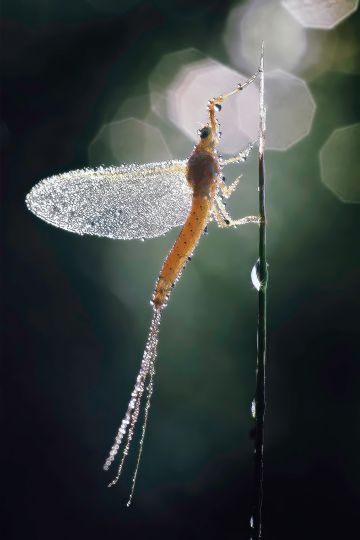 Eos 7D - 70/300 - DCR250
70mm - 1/400s - f/14 - iso500 - C.expo : -2/3IL