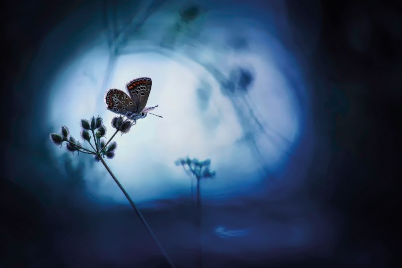 Canon 7D MkII // 70/300 Sigma
@ 220mm 1/320s - f5 - iso250 - C.expo : -1/3IL