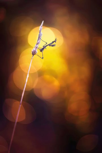 Canon 6D // 70/300 Sigma
@ 220mm 1/320s - f5.6 - iso200 - C.expo : -2/3IL