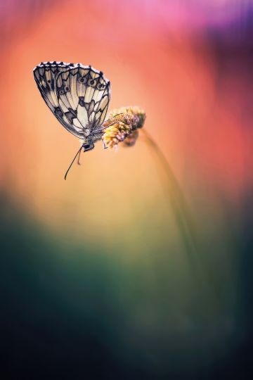 Canon 6D // 70/300 Sigma
@ 240mm 1/400s - f5,6 - iso400 - C.expo : -1/3IL