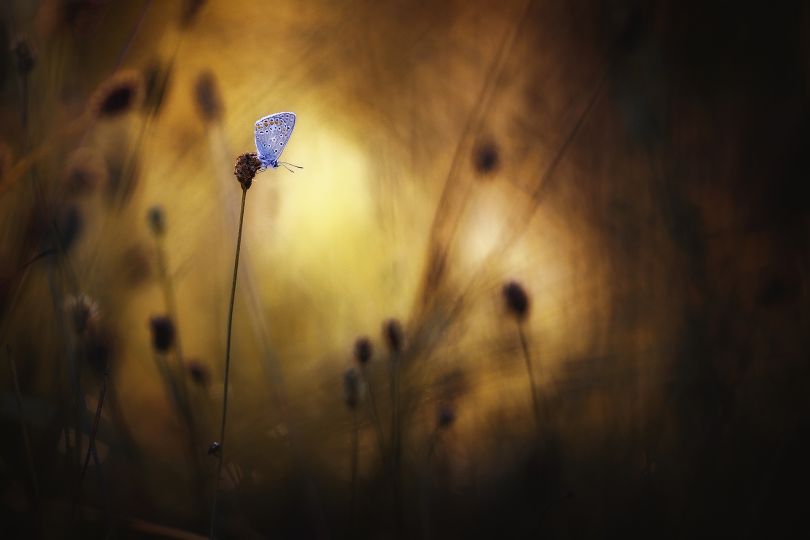 Canon 7D // 150 Sigma
1/400s - f2.8 - iso100 - C.expo : -1/3IL