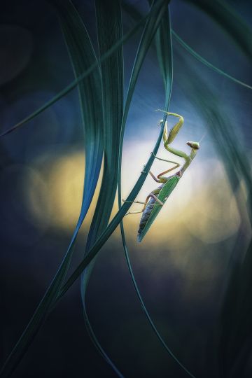 Canon 6D MKII _ Sigma 150 mm
1/800s - f/2,8 - iso 640 - C.expo : -2/3IL