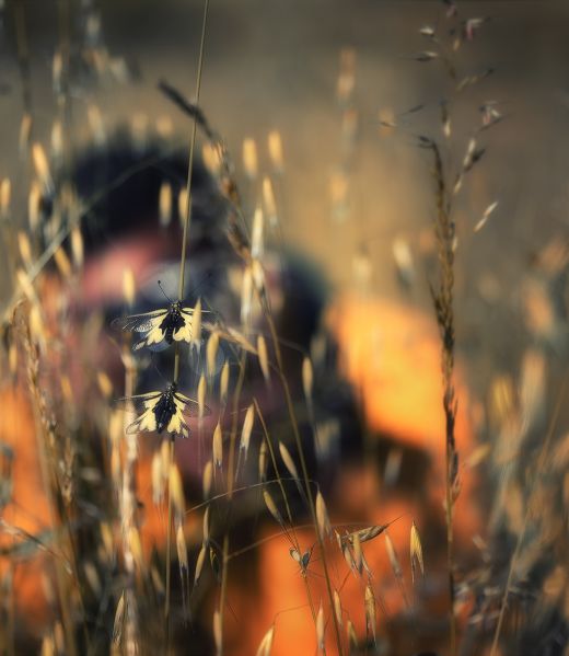 stage-nicolas-reytet_fyr-ascalaphe